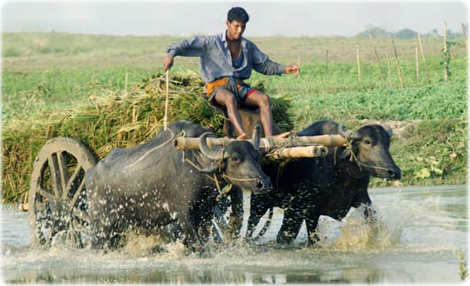 Rural
