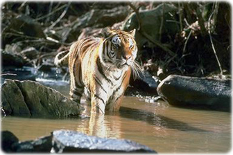 Tigre Bengala