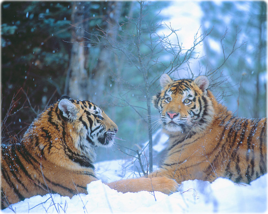 Tigres